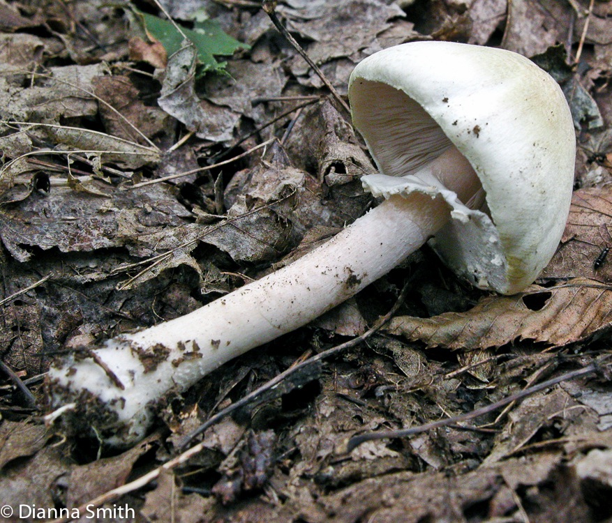 Agaricus abruptibulbus 7521