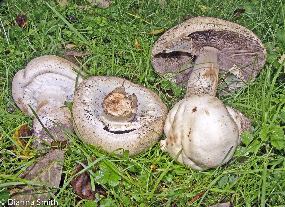 Agaricus arvensis3566