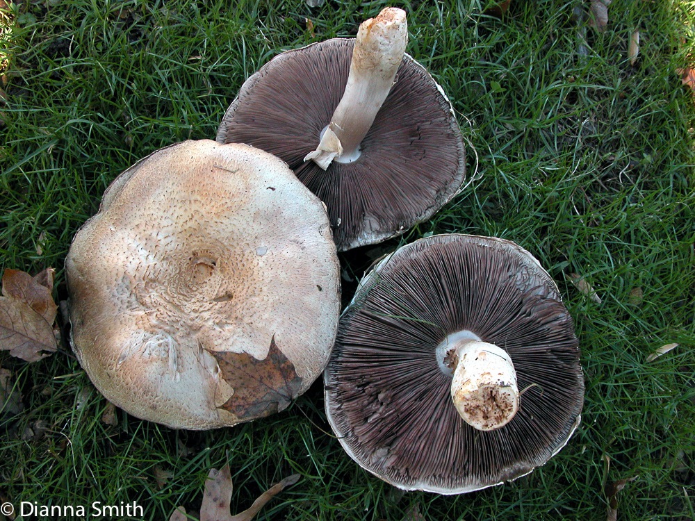Agaricus arvensis9865
