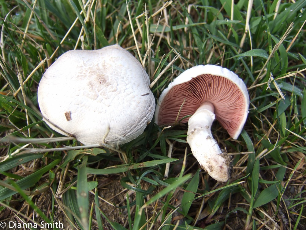 Agaricus campestris 9296