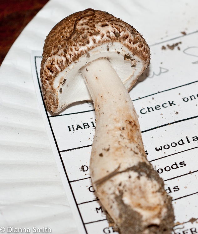 Agaricus sylvaticus01297