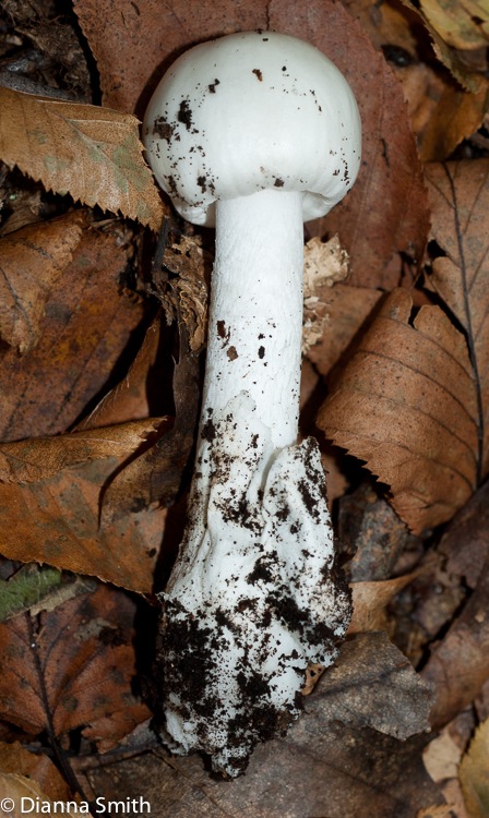Amanita bisporigera (Amanita virosa)04051-2
