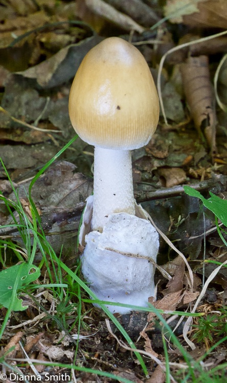 Amanita fulva complex1010005