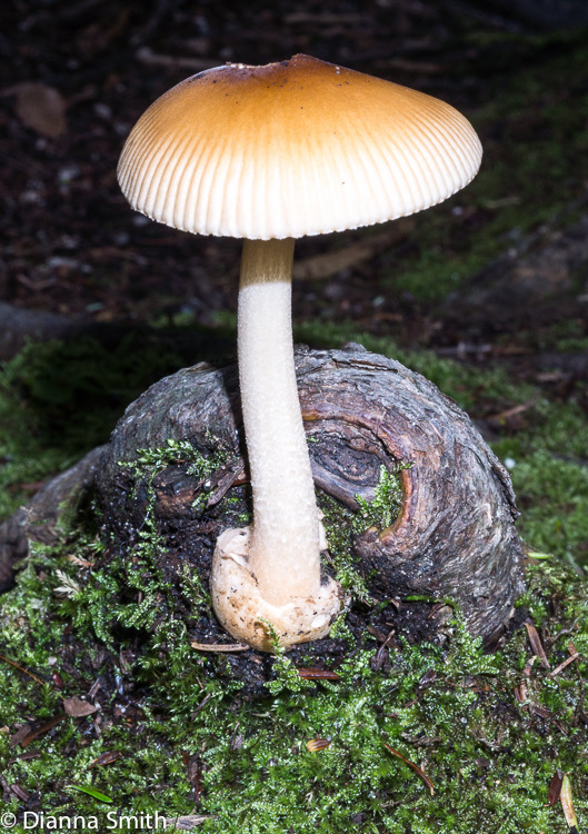 Amanita fulva01797