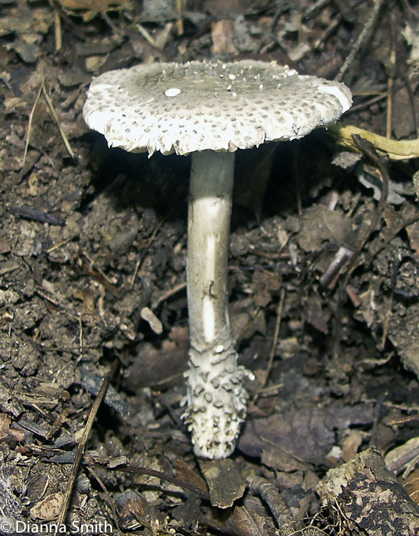 Amanita onusta2539