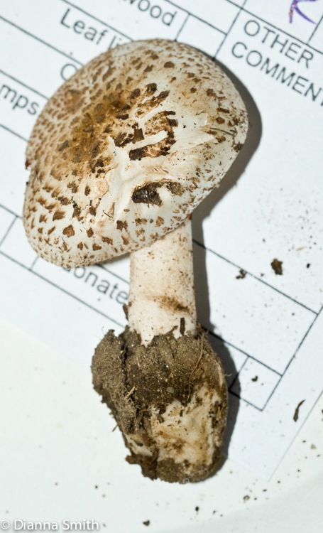 Amanita pseuovolvata01238