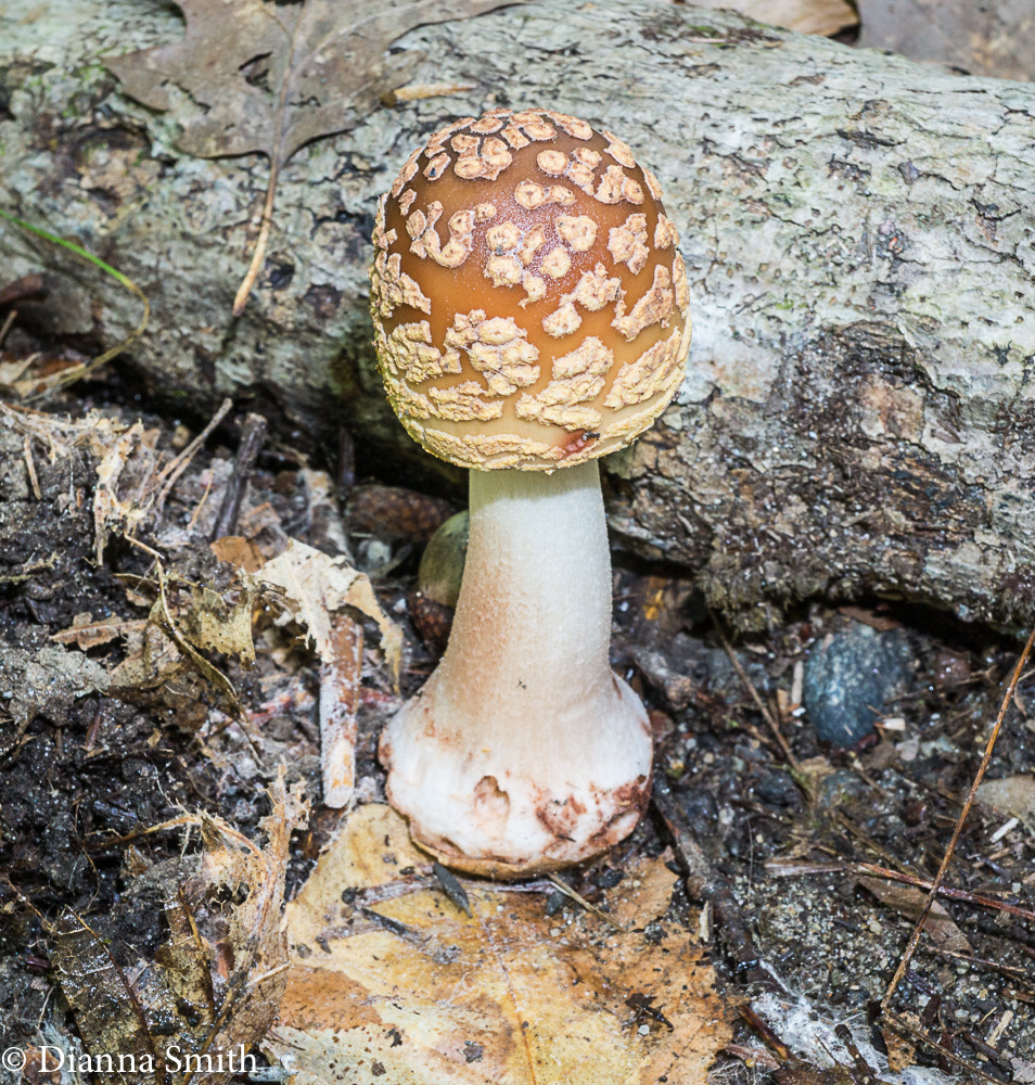 Amanita rubescens 05013