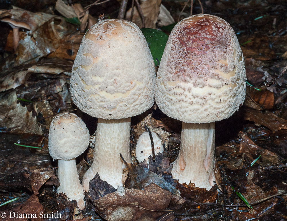 Amanita rubescens01762