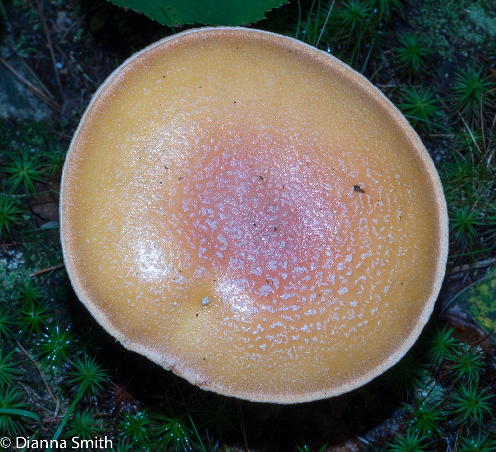 Amanita wellsii02144