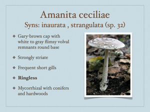 AMANITA.030-001