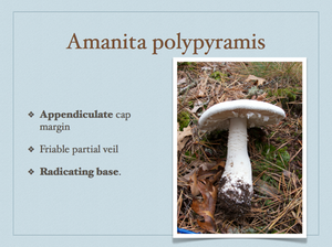 AMANITA.038-001