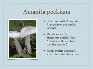 AMANITA.045-001