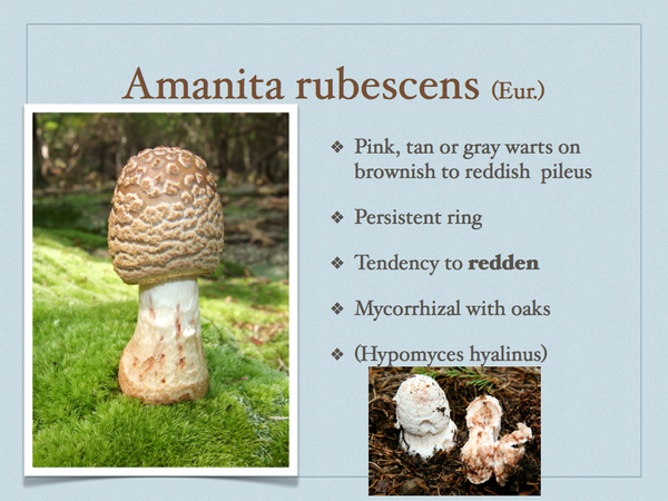 AMANITA.049-001