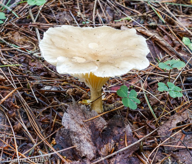 Ampuloclitocybe clavipes 06941