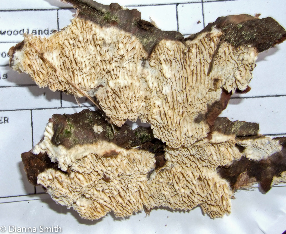 Antrodia heteromorpha 9487-1