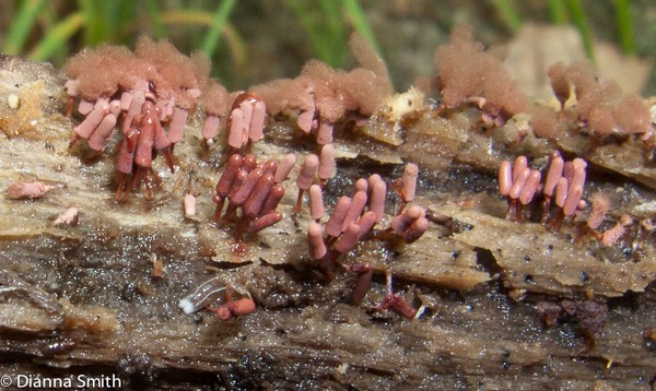 Arcyria denudata 5696