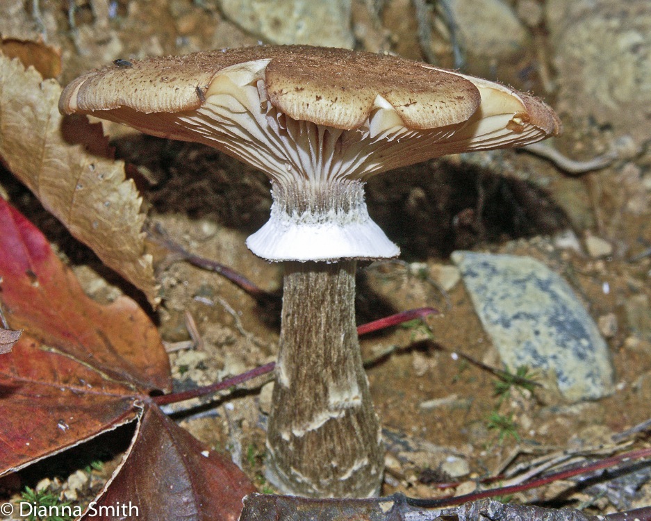 Armillaria ostoyae4232