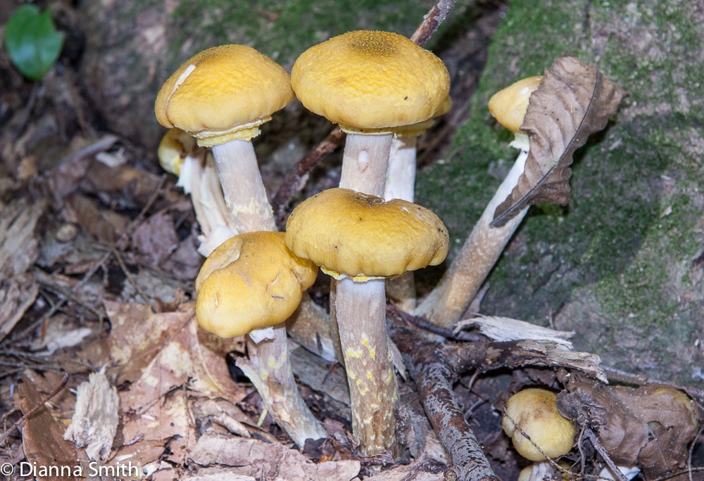 Armillaria sinapina5685