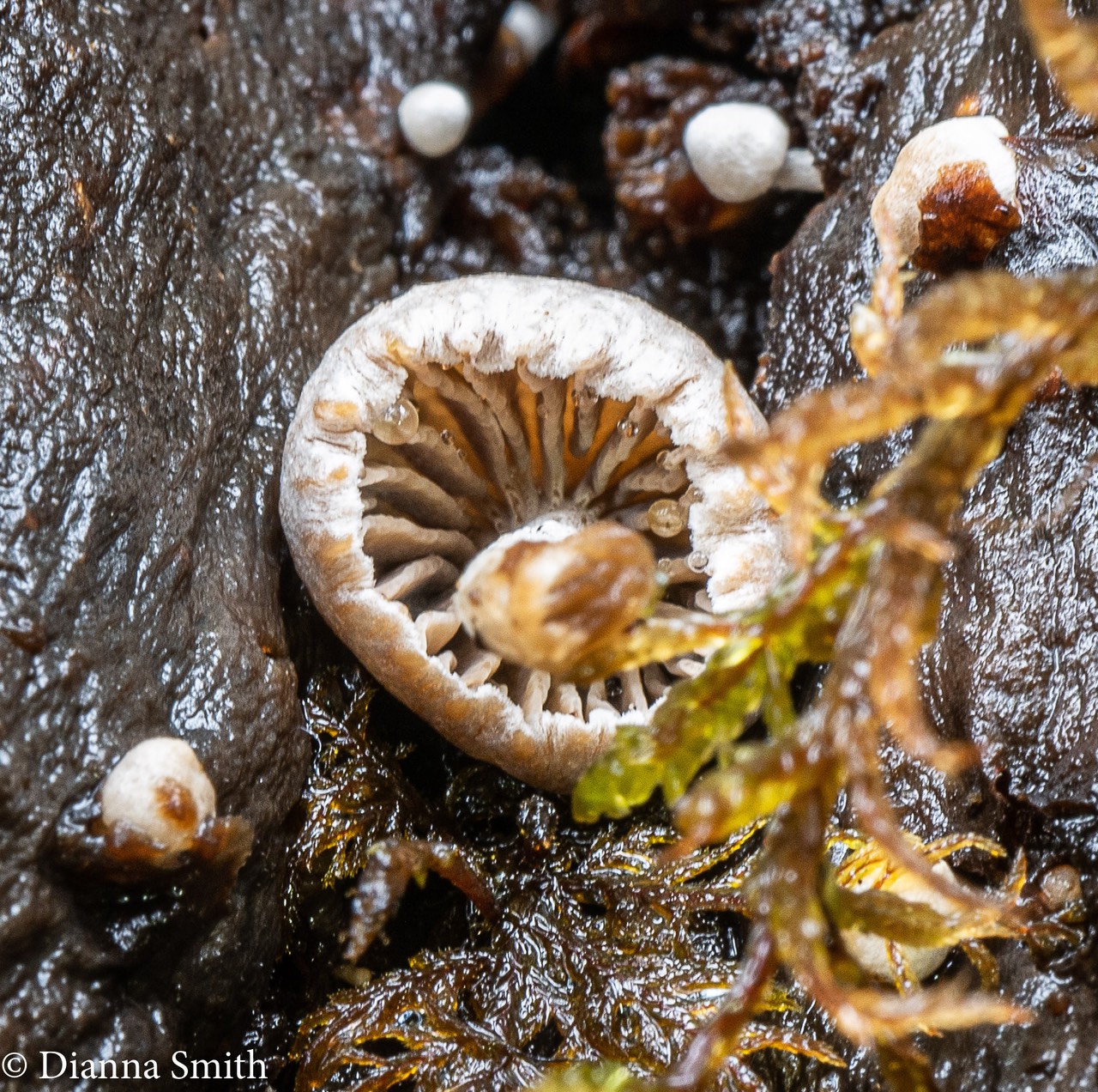 Asterophora parasitica (Nyctalis parasiticus)6782