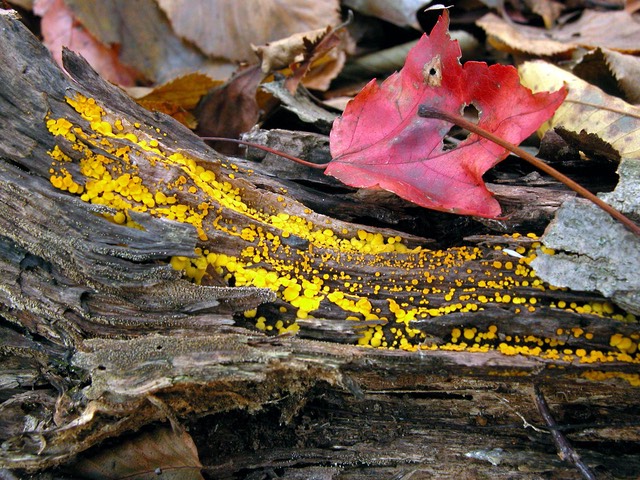 Bisporella citrina9792