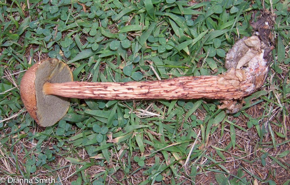 Boletellus russellii 0213
