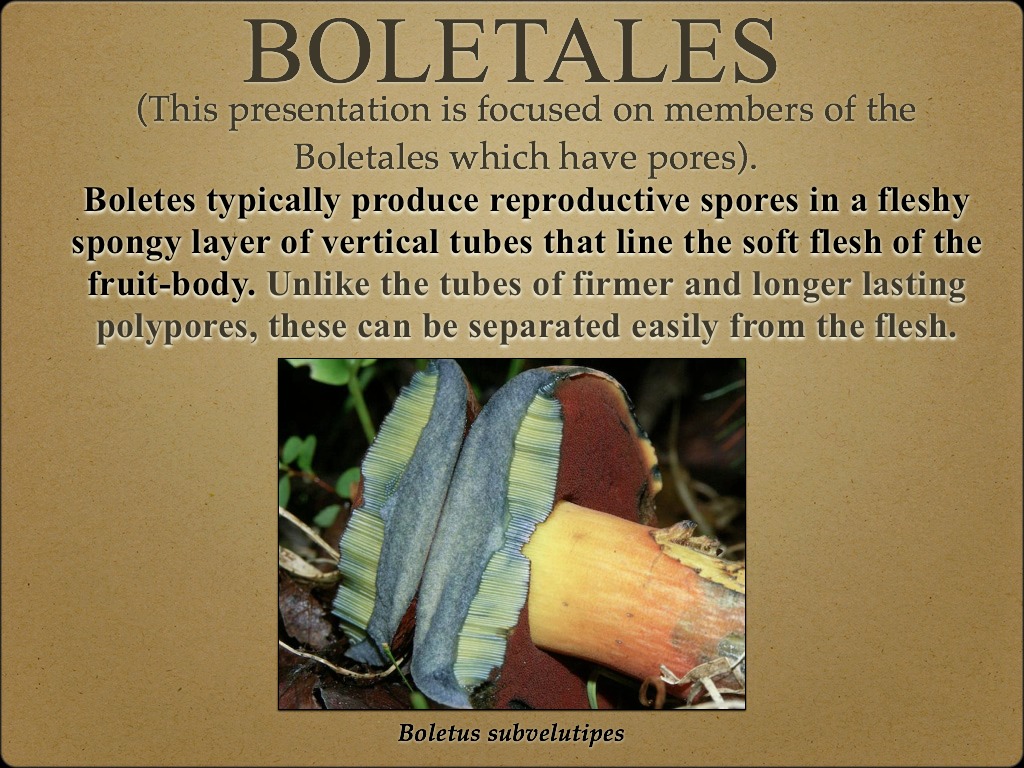 BOLETES.001