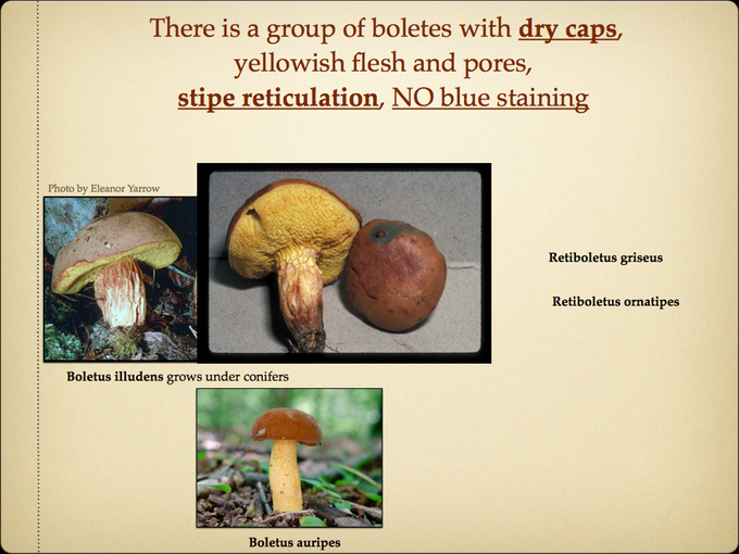 BOLETES.012-001