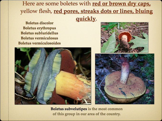 BOLETES.016-001