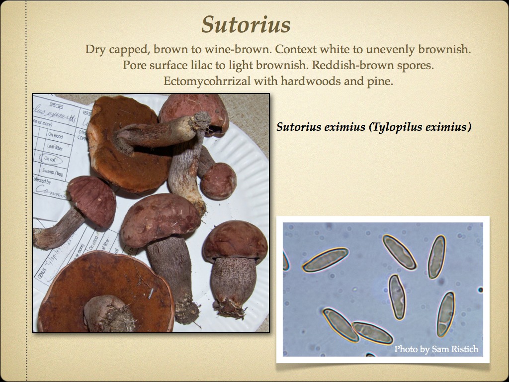BOLETES.042