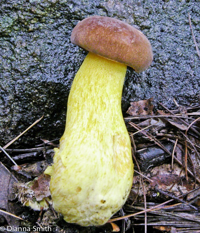 Boletus auripes6002