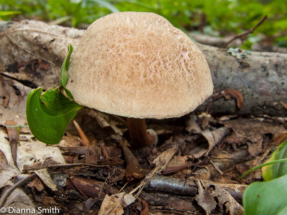 Boletus chrysenteron3545
