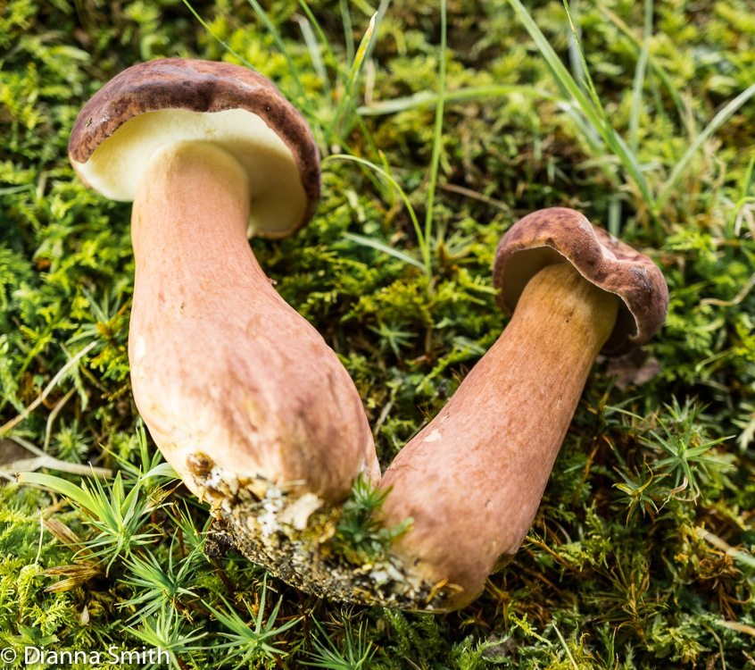 Boletus ferrugineus01271-2