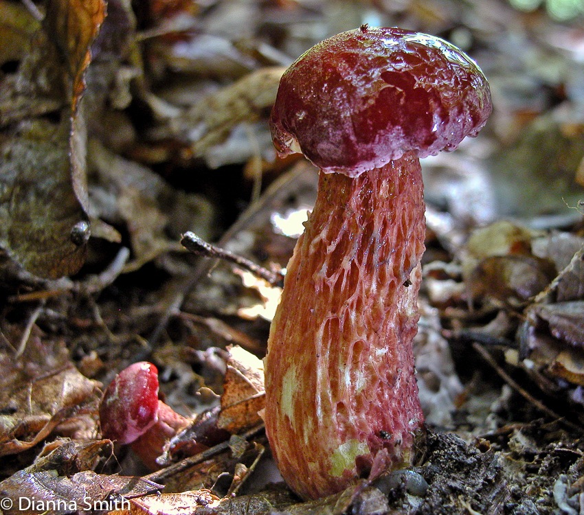 Boletus frostii5813