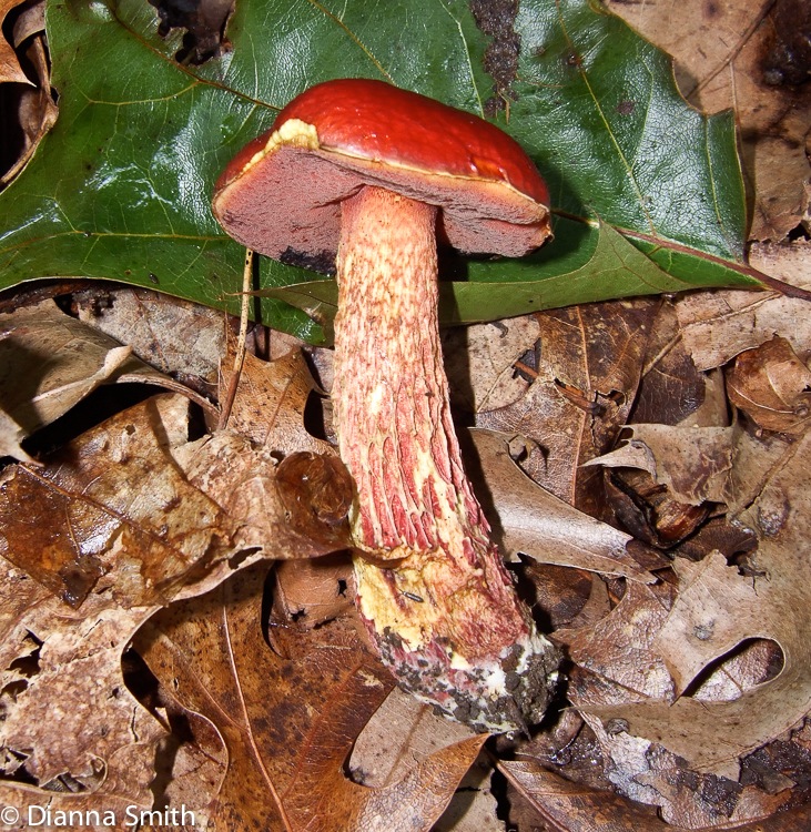 Boletus frostii9153