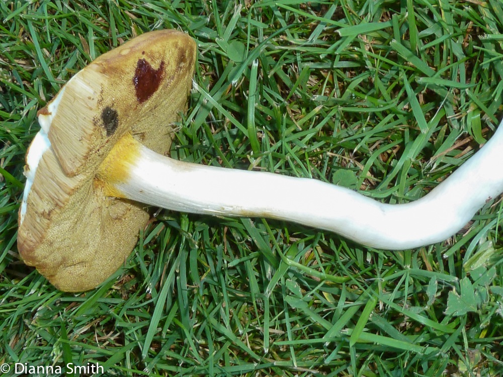 Boletus gertrudiae1010046