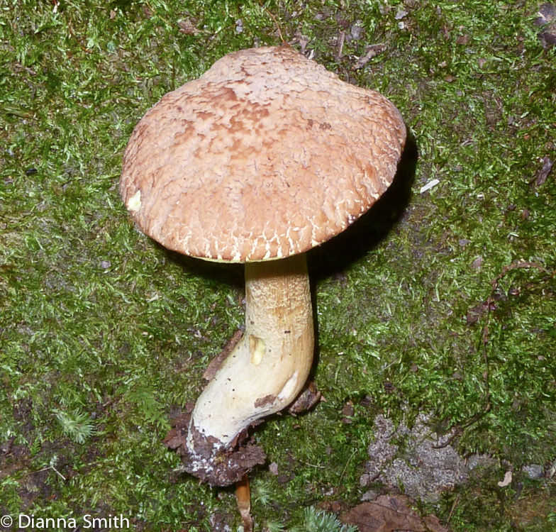 Boletus hortonii1010006