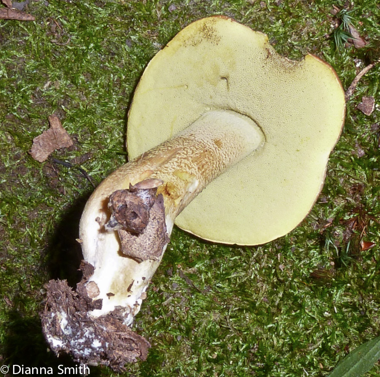 Boletus hortonii1010007