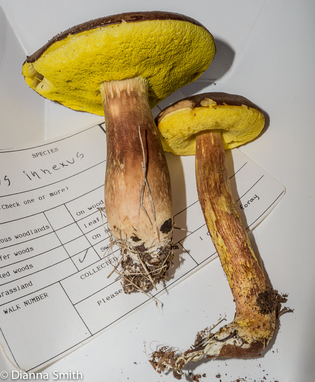 Boletus innixus02708