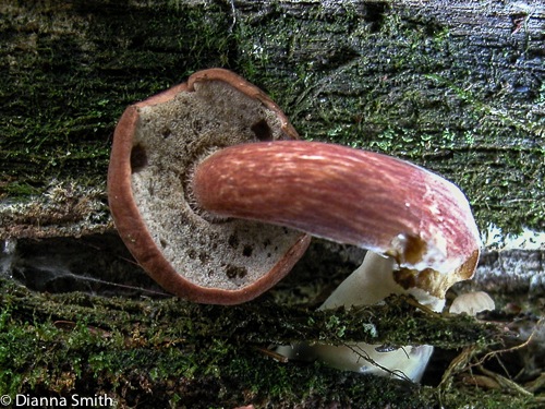 Boletus lignicola6662