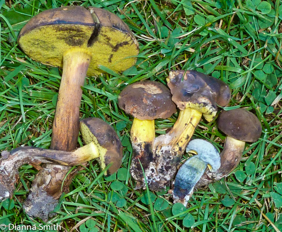 Cyanoboletus pulveruventus (Boletus pulverulentus) 1010071