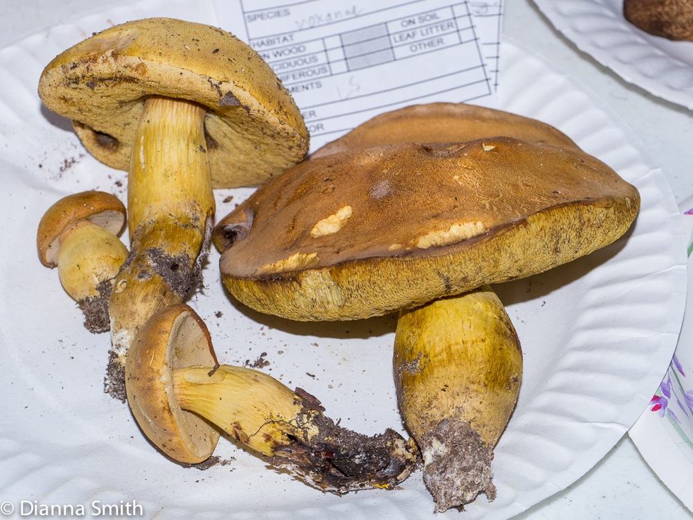 Boletus roxanae1020188