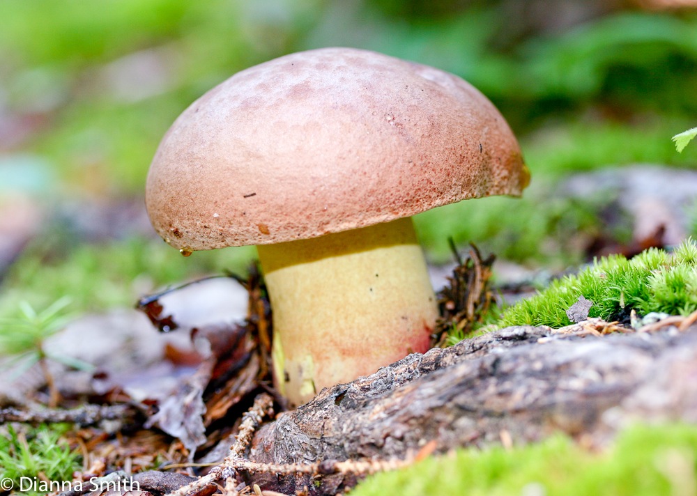 Boletus sensibilis _1229