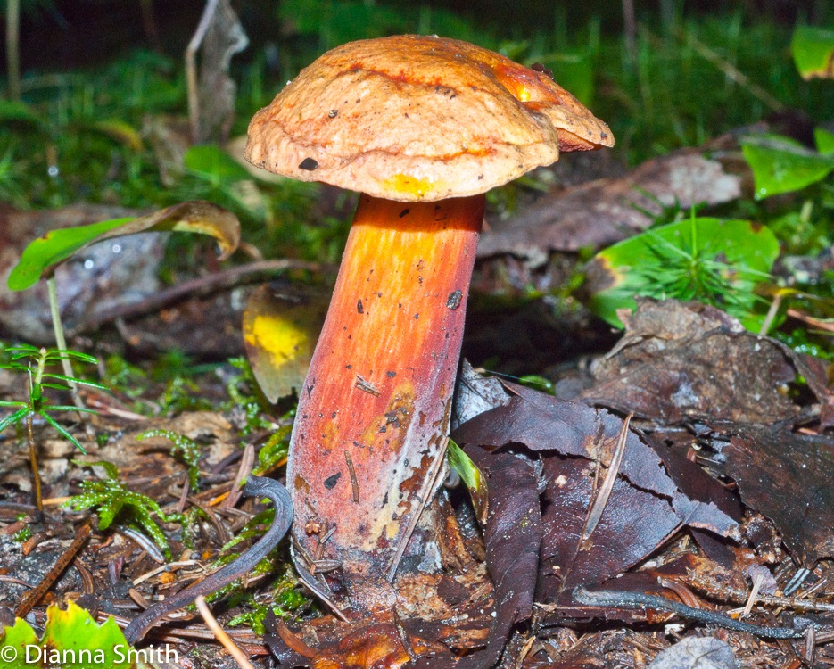 Boletus subluridellus02171