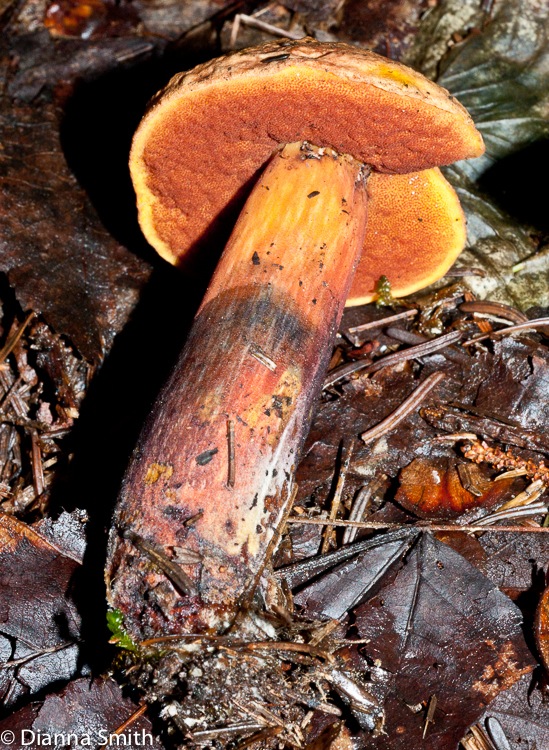 Boletus subluridellus02172