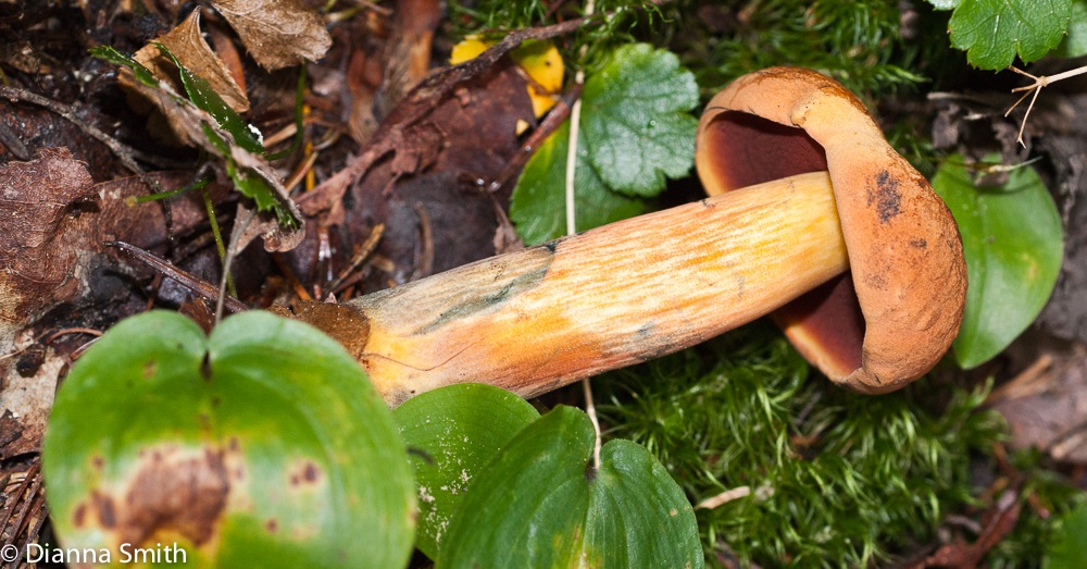 Boletus subvelutipes04970