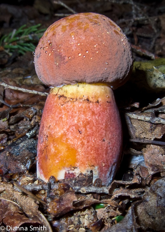 Boletus subvelutipes_1271