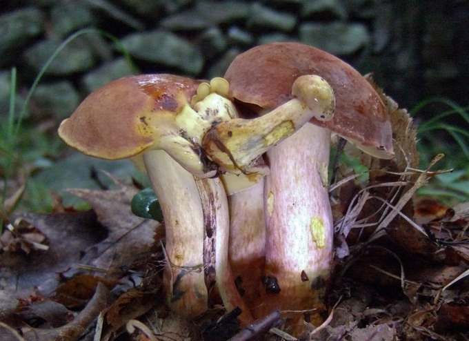 Boletus sensibilis1471