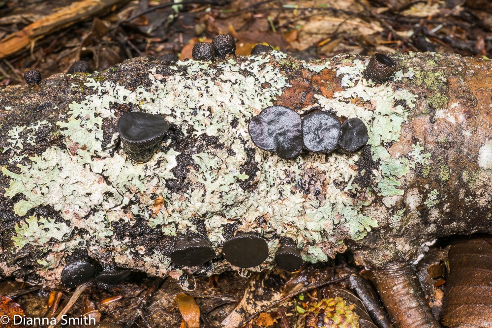 Bulgaria inquinans 05500