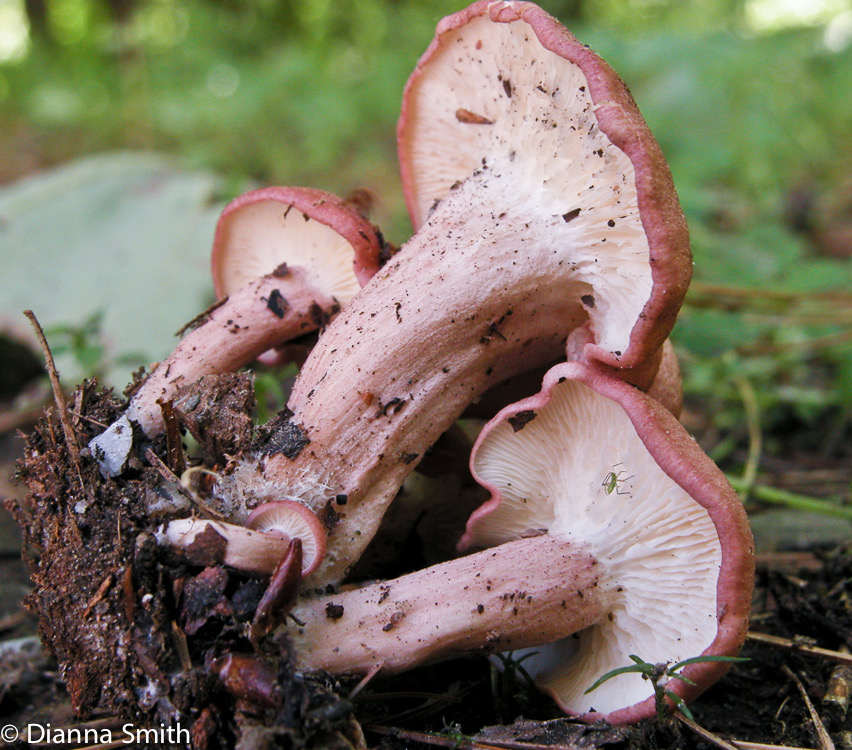Calocybe carnea0223