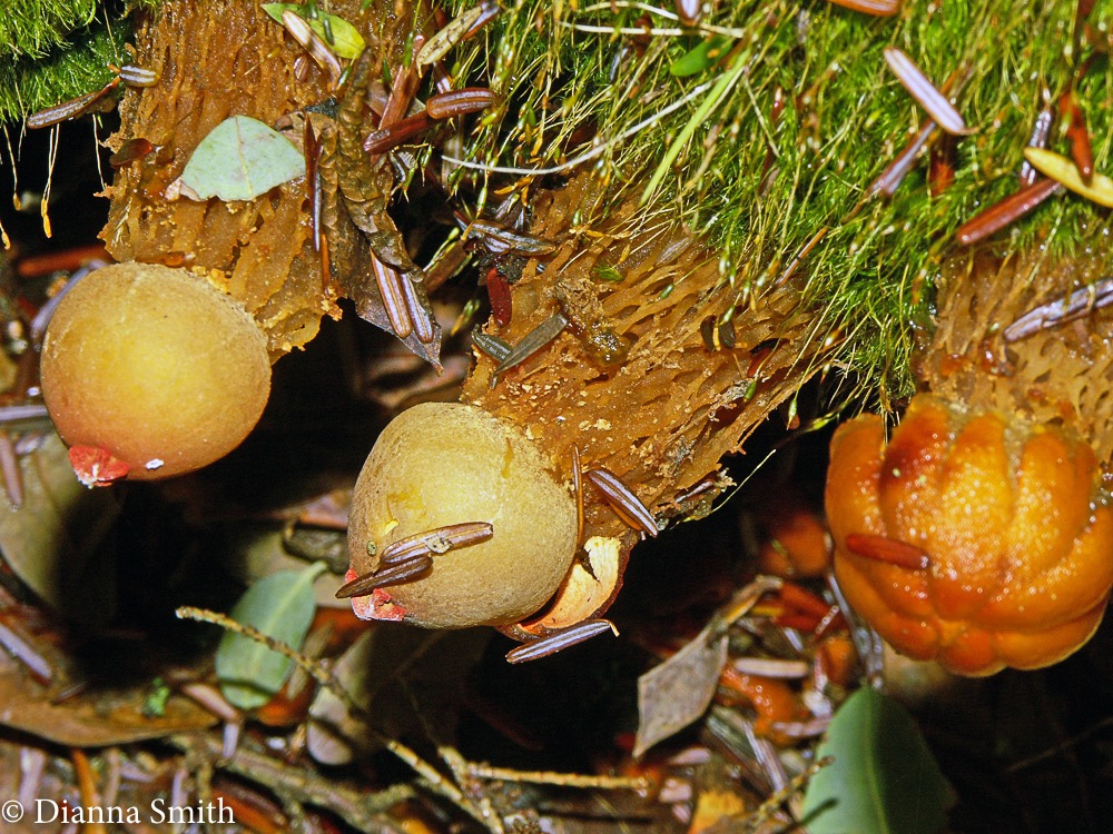 Calostoma lutescens 4591